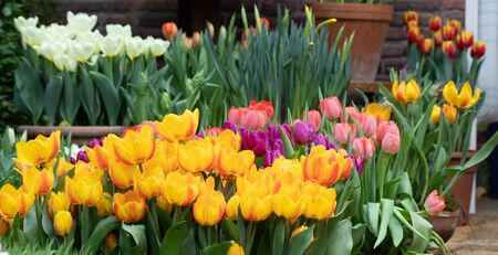 Colorful vivid fresh tulips bouquet flat lay background, March 8, Easter, Women's Mother's Day greeting conceptの写真素材