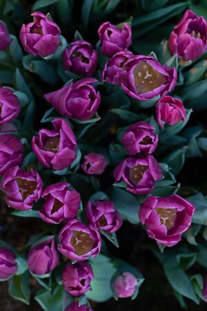 Colorful vivid fresh tulips bouquet flat lay background, March 8, Easter, Women's Mother's Day greeting conceptの写真素材