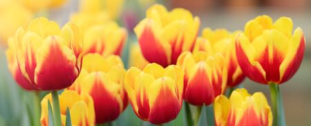 Colorful spring vivid fresh tulips flowerscape background, gardening, March 8, Easter, Mother's and Women's Day greeting conceptの写真素材