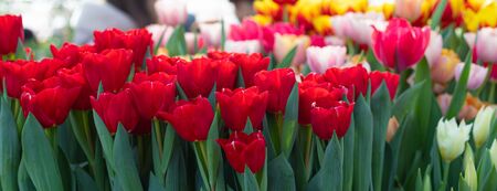 Colorful spring vivid fresh tulips flowerscape background, gardening, March 8, Easter, Mother's and Women's Day greeting conceptの写真素材