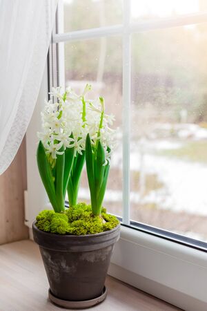 Composition with white hyacinths potted on wooden background, March 8, Easter, Mother's and Women's Day postcard greeting conceptの写真素材