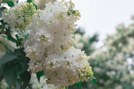 White and beige lilac branches on pink background, copyspace, selective focus, Women's, Mother's Day, Victory Day postcard conceptの写真素材