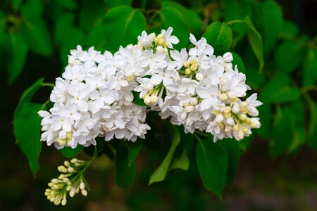 White and beige lilac branches on pink background, copyspace, selective focus, Women's, Mother's Day, Victory Day postcard conceptの写真素材