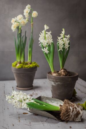 Composition with white hyacinths potted on wooden background, March 8, Easter, Mother's and Women's Day postcard greeting conceptの写真素材