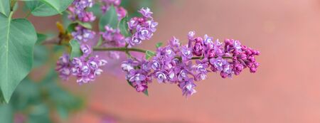 Blossoming pink and purple lilac branch background, copyspace, selective focus, toned, 9 May, Mother's Day postcard conceptの写真素材