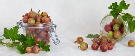 Ripe gooseberry in a glass jar, fresh leaves, summer berries harvest concept, copyspaceの写真素材