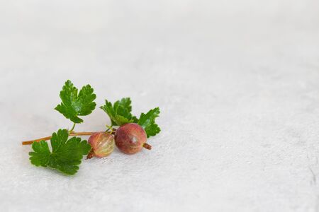 Ripe gooseberry, fresh leaves, summer berries harvest concept, copyspaceの写真素材
