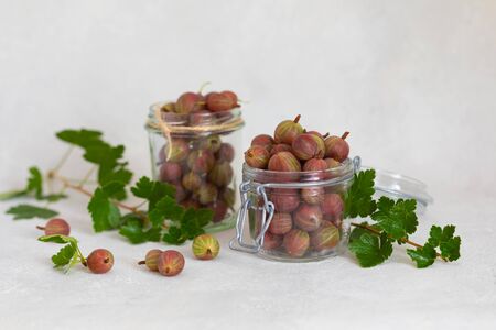 Ripe gooseberry in a glass jar, fresh leaves, summer berries harvest concept, copyspaceの写真素材