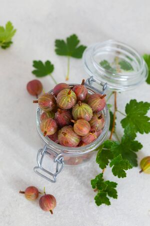 Ripe gooseberry in a glass jar, fresh leaves, summer berries harvest concept, copyspaceの写真素材