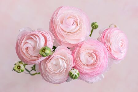 Fresh pastel pink and white blooming ranunculus flowers, top view, close up, March 8, Mother's Day,...