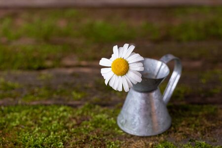 Fresh daisy in tiny iron jug on moss background, postcard concept
