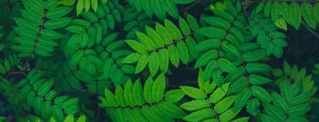 Relaxing summer garden natural green leaves background, close upの写真素材