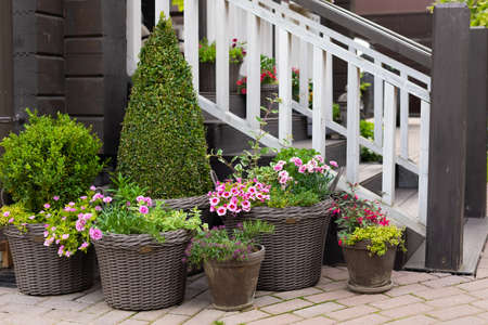 Multicolored flowering bushes and potted plants in front of wooden cottage, copyspaceの写真素材
