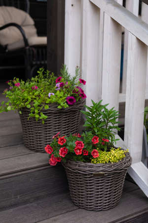 Multicolored flowering bushes and potted plants in front of wooden cottage, copyspaceの写真素材