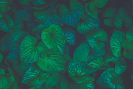 Relaxing summer garden natural green leaves background, top view, tonedの写真素材