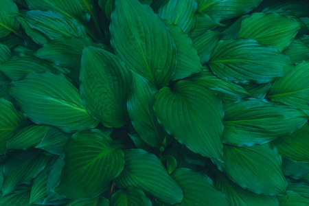 Relaxing summer garden natural green leaves background, top view, tonedの写真素材
