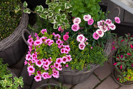 Pink and red Calibrachoa flowers with petunia, verbena, sanvitalia, plectranthus variegata cascading over flower container, top viewの写真素材