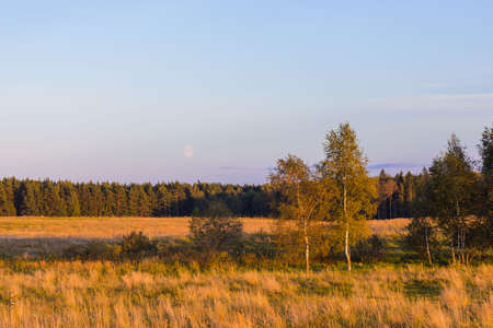 Autumn countryside lanscape with trees in the field, sunset timeの写真素材