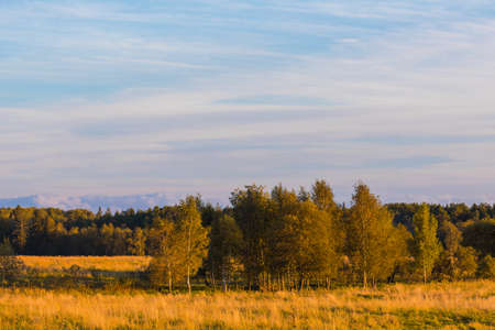 Autumn countryside lanscape with trees in the field, sunset timeの写真素材