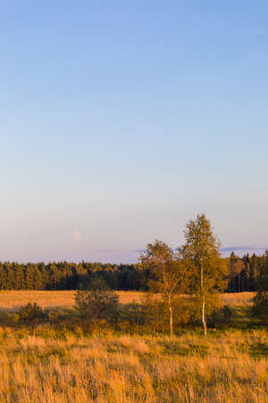 Autumn countryside lanscape with trees in the field, sunset timeの写真素材