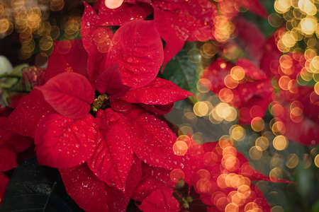 Christmas fresh red poinsettia macro background, toned, postcard conceptの写真素材