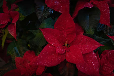 Christmas fresh red poinsettia macro background, toned, postcard conceptの写真素材