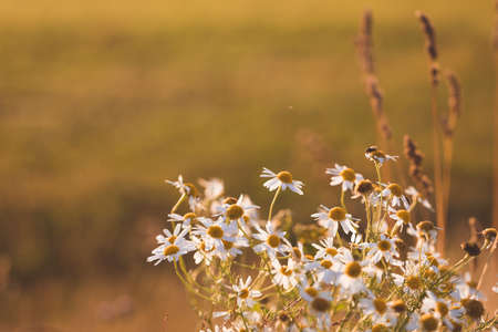 White flowers of Ox-eye daisy Leucanthemum vulgare on a summer meadow against a background of evening sunset light, tonedの写真素材