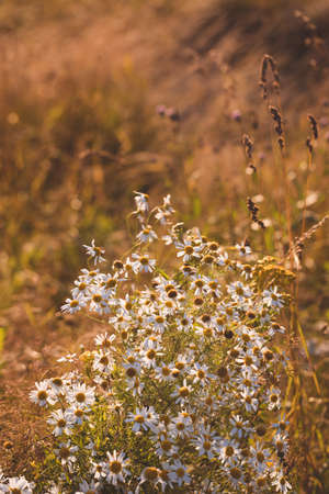White flowers of Ox-eye daisy Leucanthemum vulgare on a summer meadow against a background of evening sunset light, tonedの写真素材