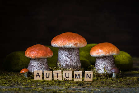 Miniature cozy nature autumn forest concept - mushrooms on the mossの写真素材