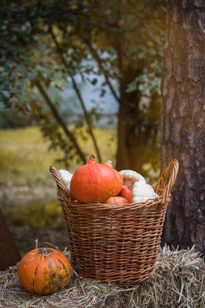 Colorful squashes and pumpkins in the basket on the ground with the hay stacks, seasonal greetings postcard concept, tonedの写真素材