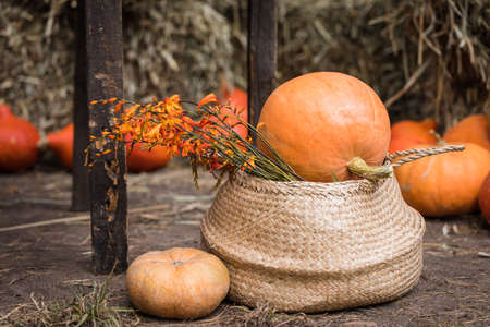 Colorful squashes and pumpkins in the basket on the ground with the hay stacks, seasonal greetings postcard concept, tonedの写真素材