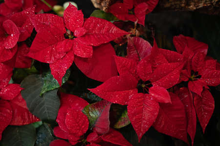 Christmas fresh red poinsettia macro background, toned, postcard conceptの写真素材