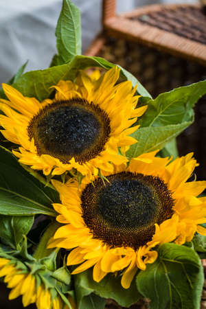 Sunflower Helianthus annuus in a basket, close-up, tonedの写真素材