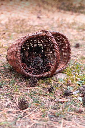 Basket with pine cones scattered on the groundの写真素材