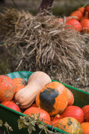 A variety of colorful squashes and pumpkins in wheelbarrow with the hay stacks, seasonal greetings postcard concept, tonedの写真素材