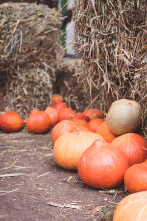 A variety of colorful squashes and pumpkins on the ground with the hay stacks, seasonal greetings postcard concept, tonedの写真素材