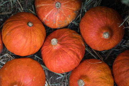 Colorful squashes and pumpkins on the ground with the hay stacks, seasonal greetings background concept, tonedの写真素材