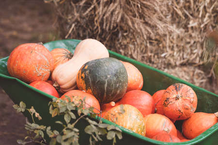 A variety of colorful squashes and pumpkins in wheelbarrow with the hay stacks, seasonal greetings postcard concept, tonedの写真素材