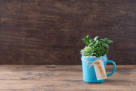 Handmade home decoration with succulents in blue tea mug, coffee cup, present concept with a copyspaceの写真素材