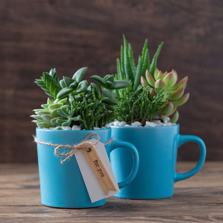 Handmade home decoration with succulents in blue tea mug, coffee cup, present concept with a copyspaceの写真素材