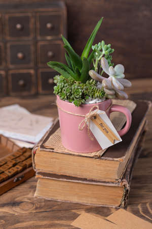 Handmade vintage home decoration with succulents in pink tea mug, coffee cup, present conceptの写真素材