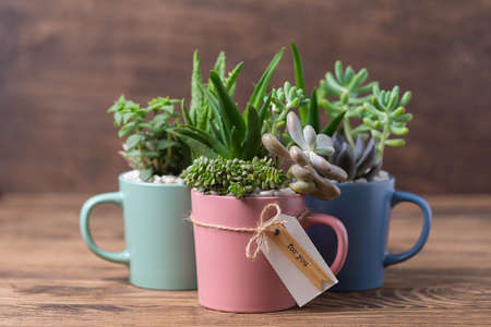Handmade vintage home decoration with succulents in colorful tea mugs, coffee cups, present conceptの写真素材