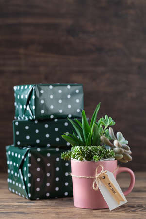 Handmade vintage home decoration with succulents in pink tea mug, coffee cup, present conceptの写真素材