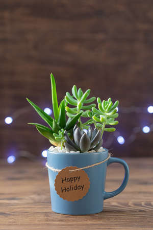 Handmade vintage home decoration with succulents in blue tea mug, coffee cup, present conceptの写真素材