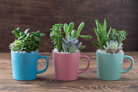 Handmade vintage home decoration with succulents in colorful tea mugs, coffee cups, present conceptの写真素材
