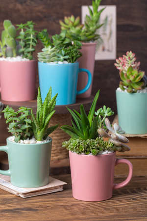 Handmade vintage home decoration with succulents in colorful tea mugs, coffee cups, present conceptの写真素材