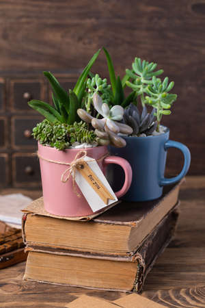 Handmade vintage home decoration with succulents in pink and blue tea mug, coffee cup, present conceptの写真素材
