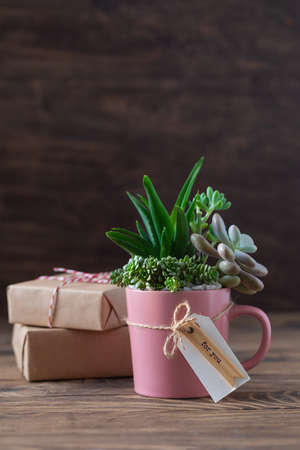 Handmade vintage home decoration with succulents in pink tea mug, coffee cup, present conceptの写真素材