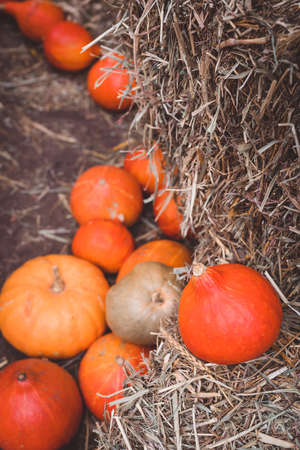 A variety of colorful squashes and pumpkins on the ground with the hay stacks, seasonal greetings postcard concept, tonedの写真素材