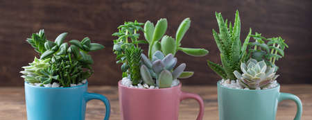 Handmade vintage home decoration with succulents in colorful tea mugs, coffee cups, present conceptの写真素材